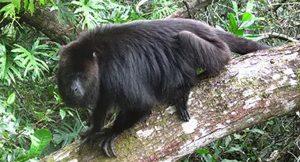 Belize-Howler Monkeys