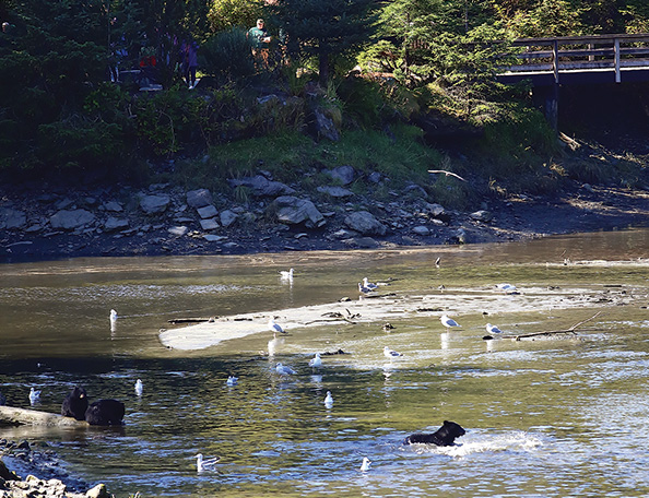 Cruise-Candids_AK25_Bears-Playing Bears Playing in Alaska
